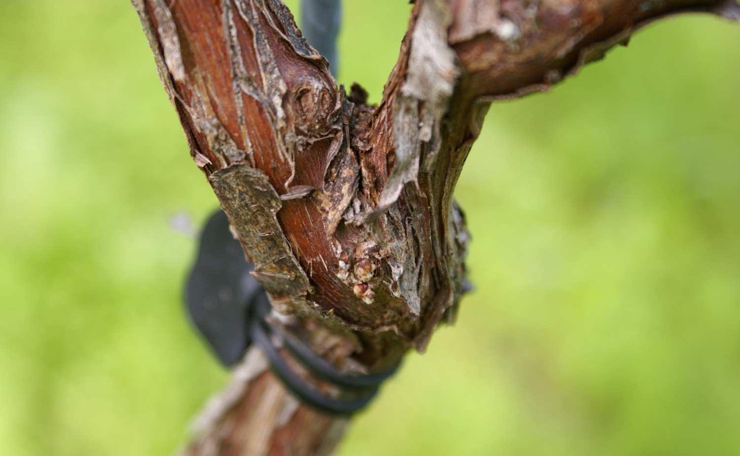 Mooi hout... 