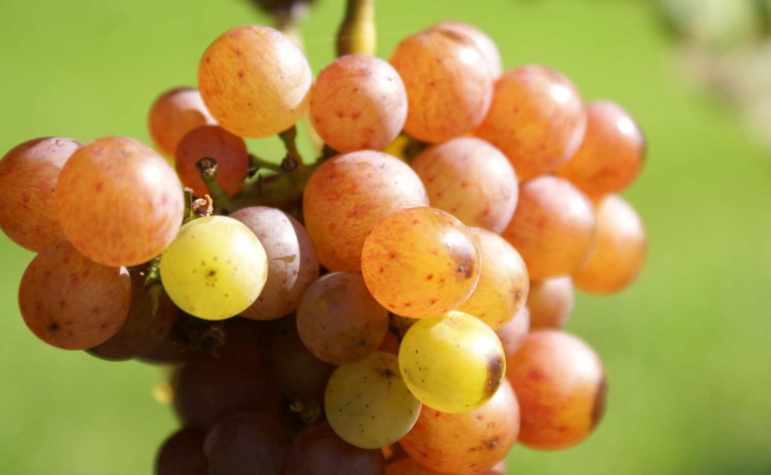 Gewürztraminer  met een prachtige gloed...