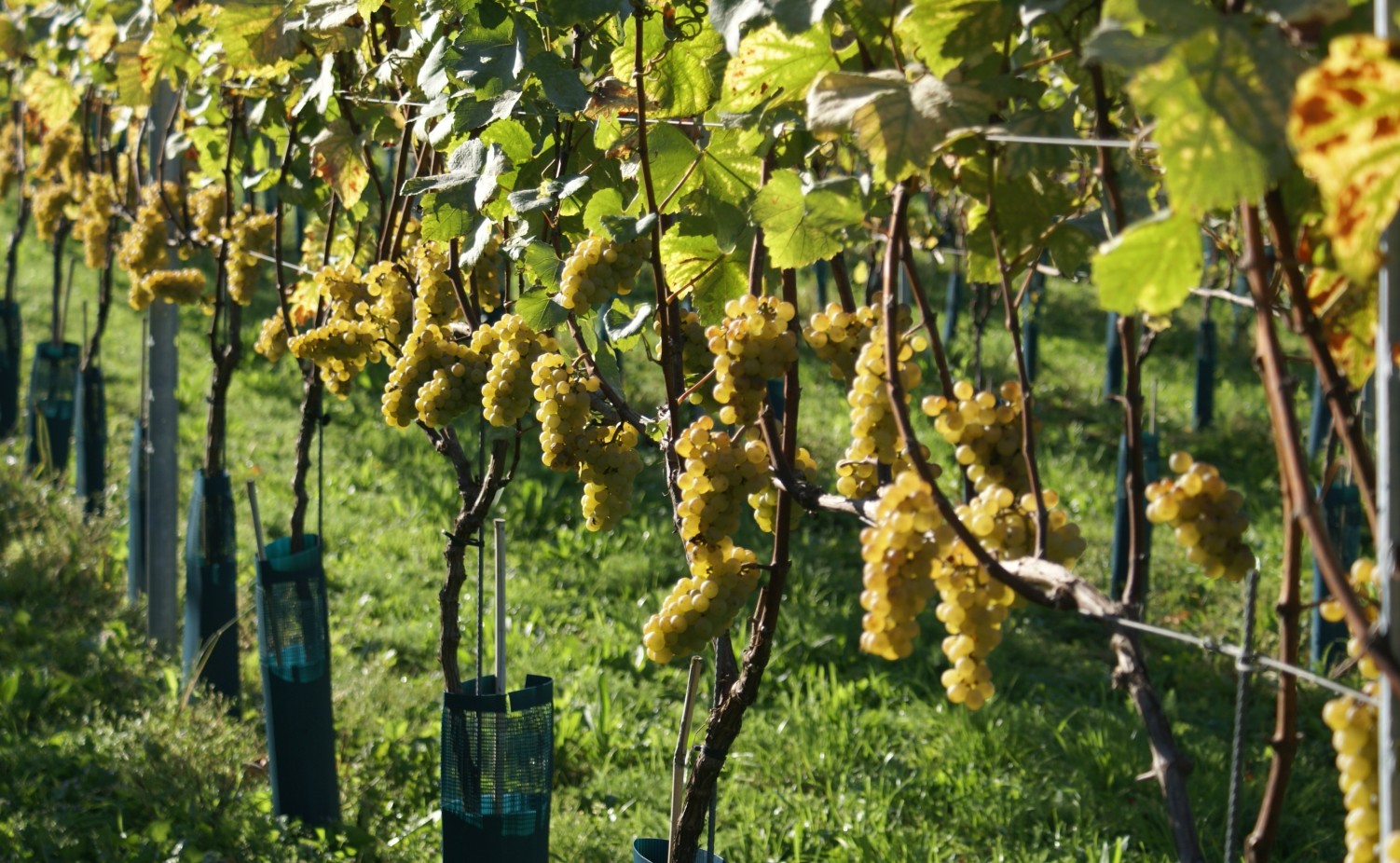 Prachtige trossen Chardonnay...