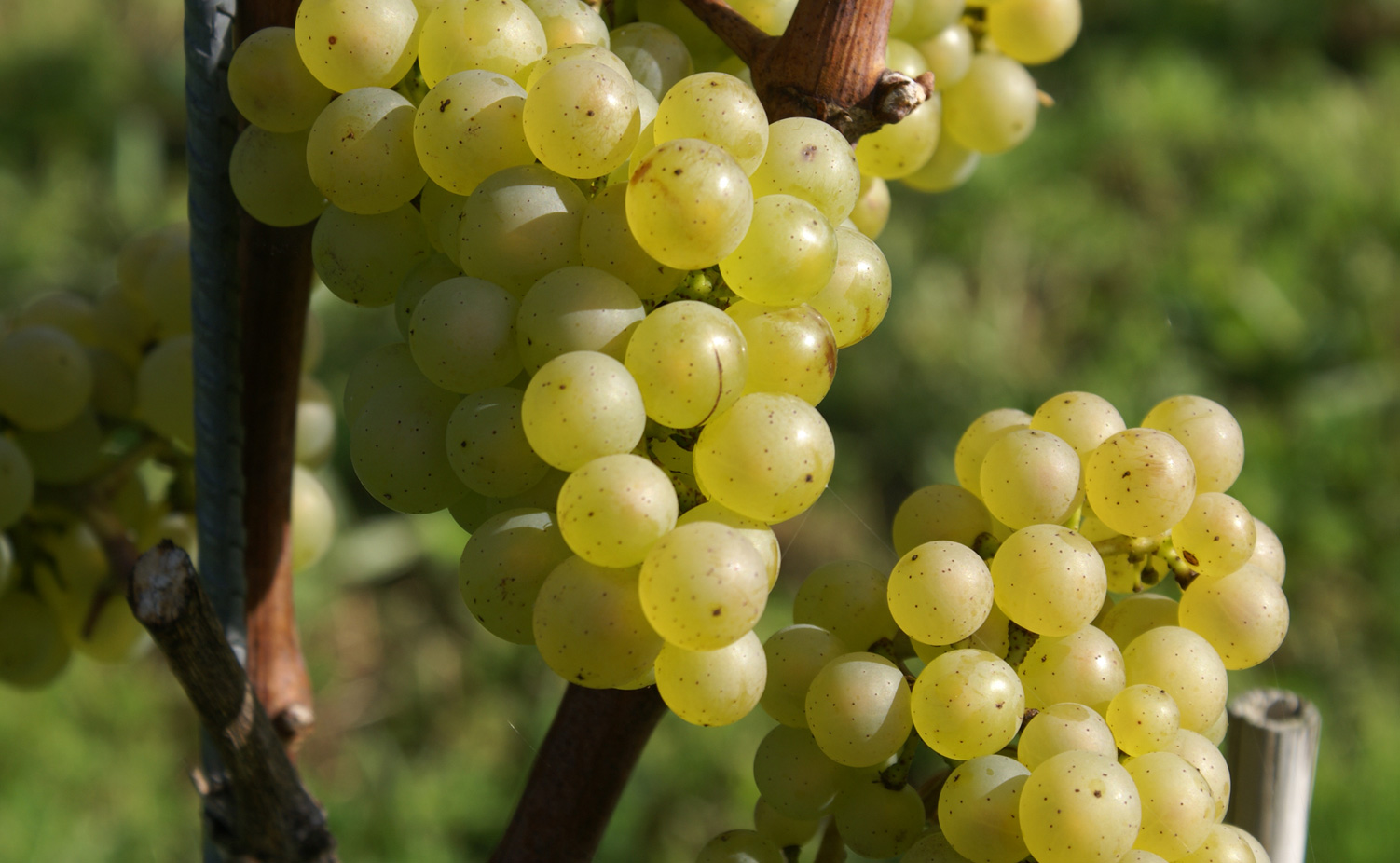 Chardonnay in volle glorie...